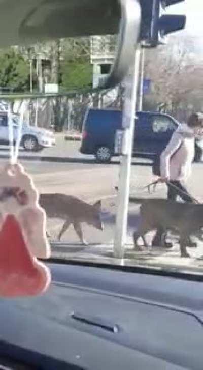 Mala šetnjica po Zagrebu