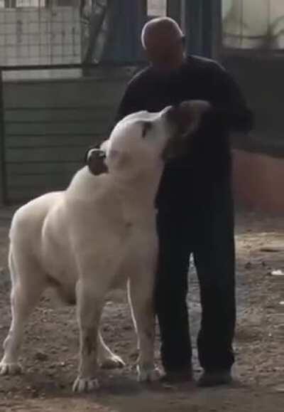 Absolute unit of an Asian shepherd dog