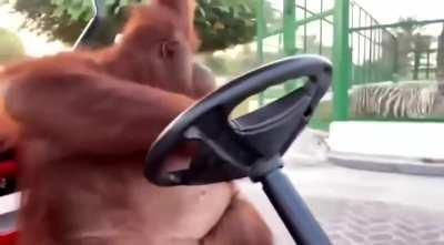 An orangutan driving a golf cart, checking the rear-view mirror, being cautious, and slowing down 