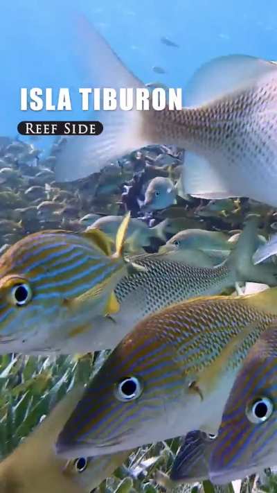 Isla Mujeres, Isla Tiburon reef life. GoPro 7 Black