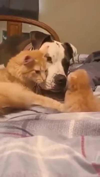 Cat mom introducing her few weeks old kitten to her dog friend.