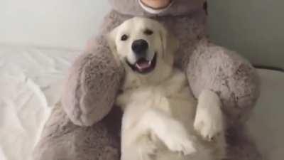 Teddy Bear Trust Fall