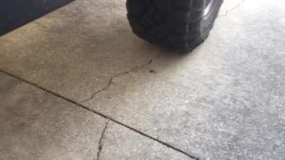 Pest control