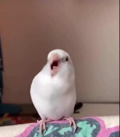 Wiggly birb