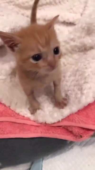 Practicing the art of making biscuits