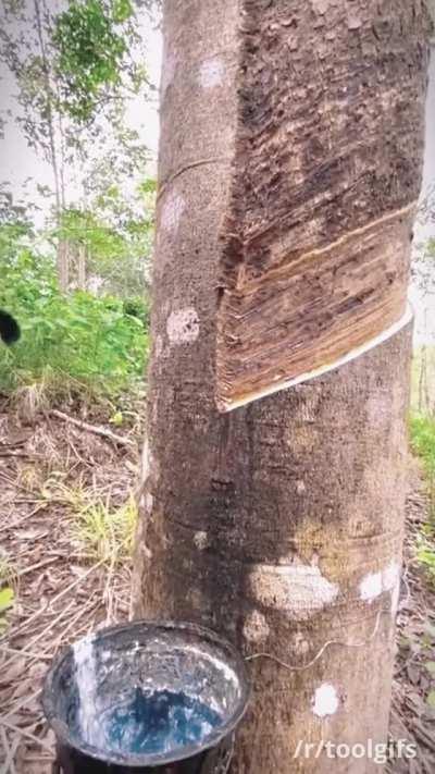 How rubber trees are tapped to collect latex
