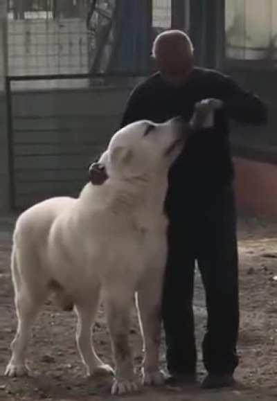 Oh look at that. the Polar Bear Dogs from the Avatar universe are real. Neat.