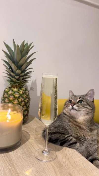 Cat with champagne