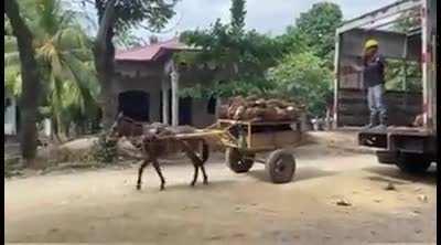 Backs up better than 90 % of swift drivers . This horse is so amazing !