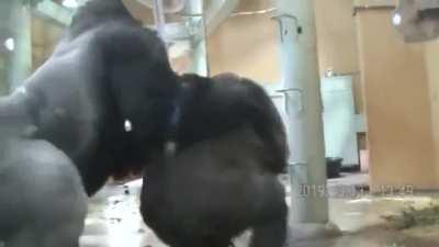 Silverback Gorilla protecting his mate and their baby during an Earthquake