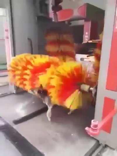 Smart doggo takes advantage of free automated pet groomer.