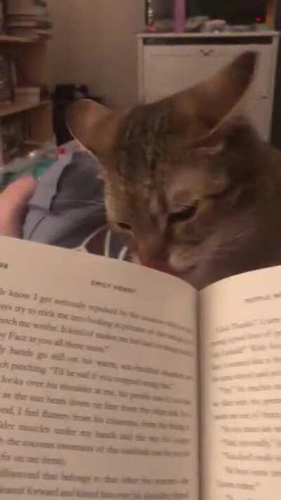 I was just trying to read my new book and Leo wasn’t having it