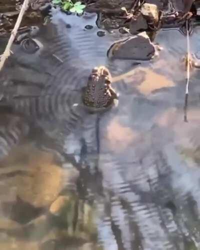 YOU DID THIS, ZEPPELI!