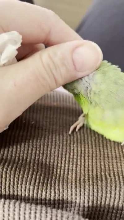 Extra spicy avocado today but will be soothed with scritches for pin feathers