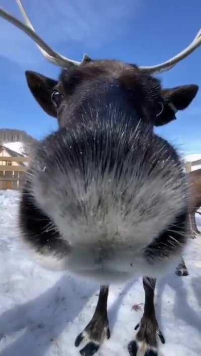 This velvet nosed reindeer checking out a camera
