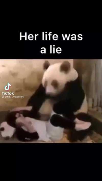 Damm bro he look surprised for a Panda.