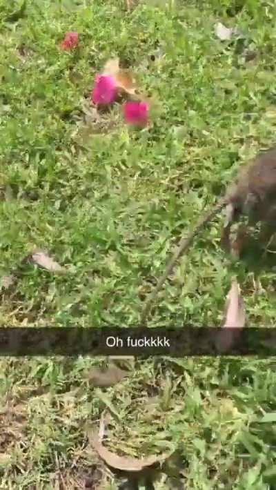 If you are going to release a rodent at least find a place with tree cover ffs