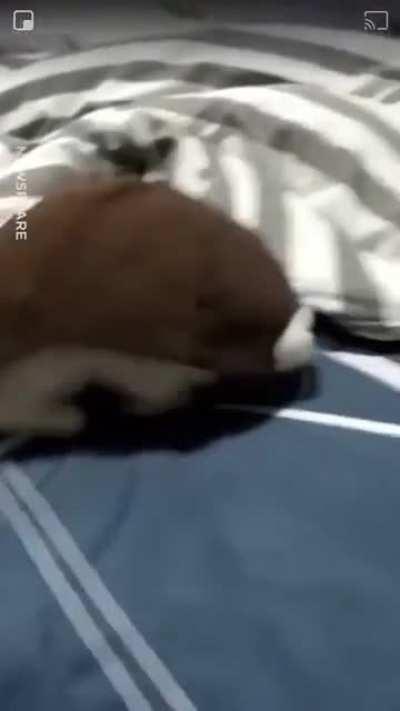 Turtle cat be out of here