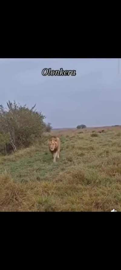 Olonkera is a true leader. Calm, observant, and very good at reading the situation 👑🙏 He and his brothers will establish a permanent presence in the region and bring order in a better way 🎸