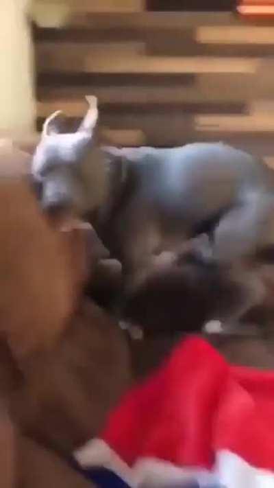 ...When r/Zoomies and r/MyPeopleNeedMe collide.