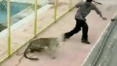 Chaos ensues as Leopard enters Indian School
