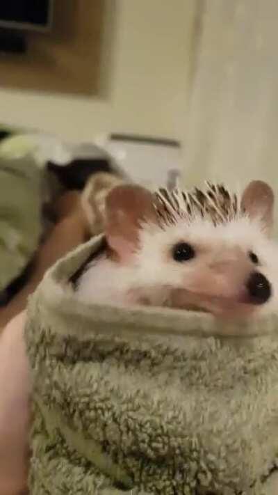 🐽👀🐽👀🐽👀