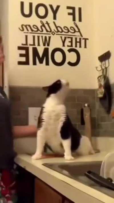 Cat has a special button.