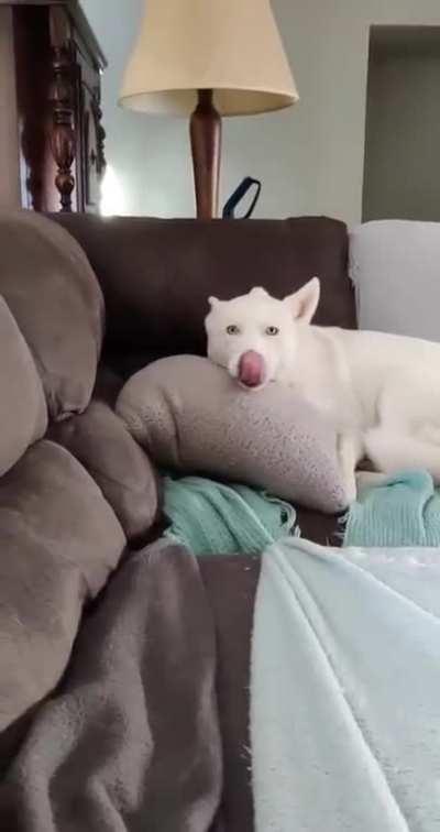 finally sneezing from the hair