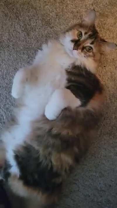 Purrito and pilling protests.