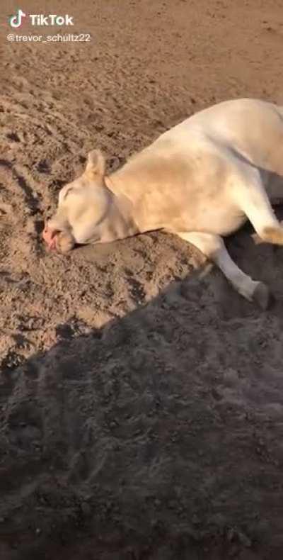 MaN rEvIvEs DeAd CoW!