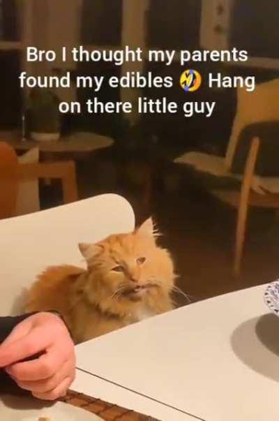 Zoomed out of its mind..MEOW