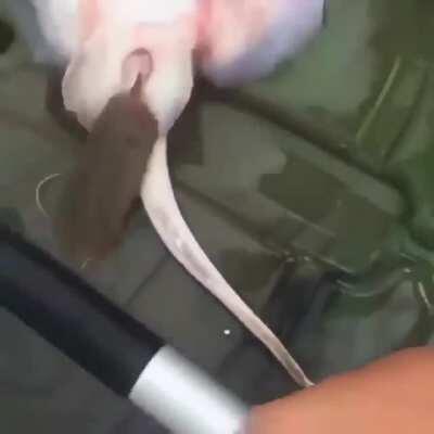 Birth of a stingray under doctor control.