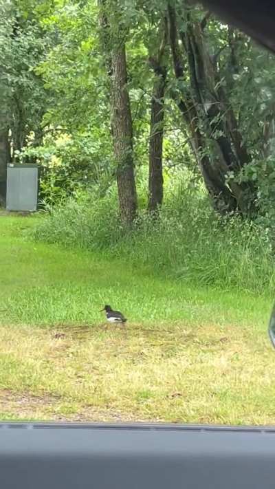 Skadet strandskata Kökar. Hva kan jeg gjøre?