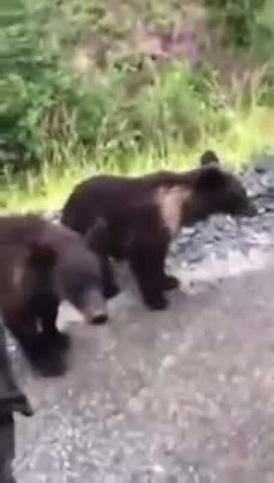 DBS trying to pet a bear cub!
