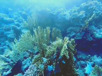 Finally a proper freediver!