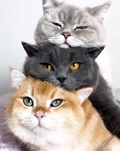 The Purrfect Trio...