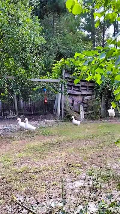 Today's late flaps without music