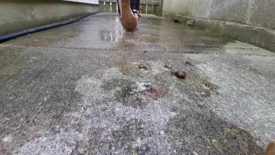 Wedges Walkover snails