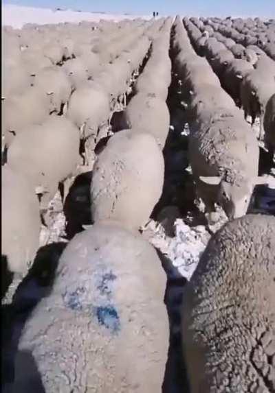 Ровный строй