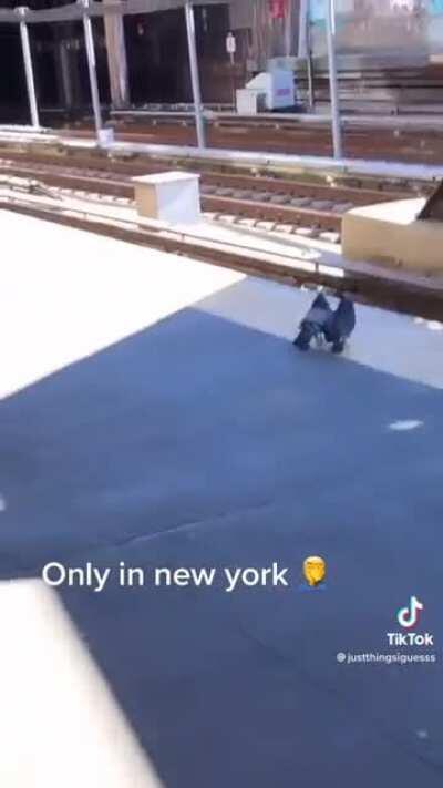 NYC Pigeons commit premeditated homicide