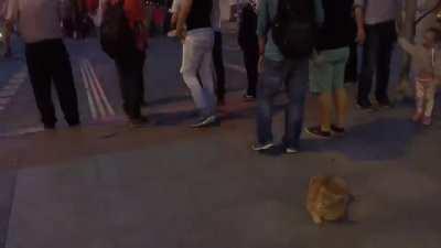 A street cat in Istanbul.