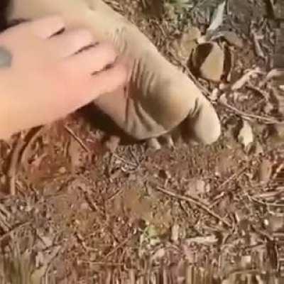 Ku chaka chaka chaka