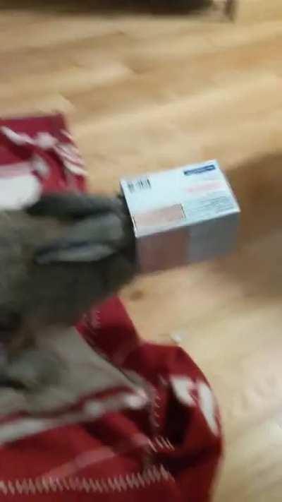 nusi won't stop sticking her head in a lil box