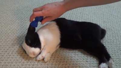 Acordando coelho com uma buzina