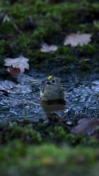 A goldcrest taking a bath in Sweden