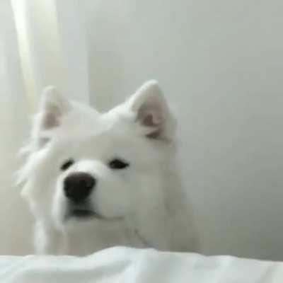 Wake up hooman! Need walkies!