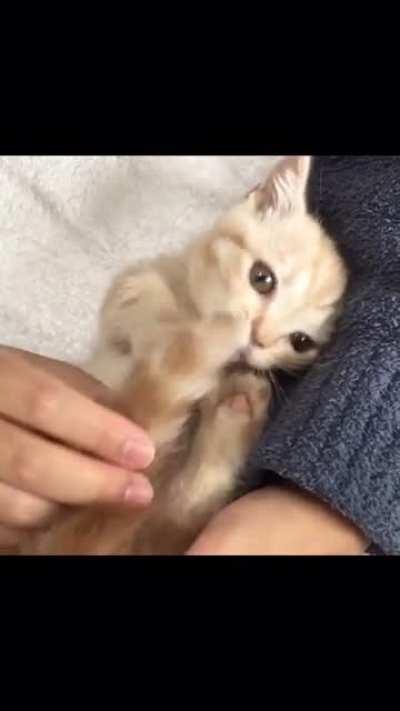 CaT eAt ThEiR oWn TaIl