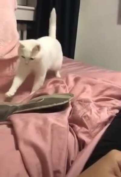 Beatbox ritmine göre hareket eden kedi