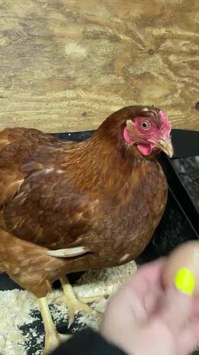 My hens face after she laid her first egg 😂