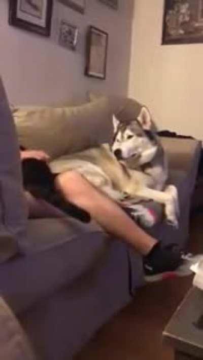 Stubborn husky throws tantrum when owner pets the cat